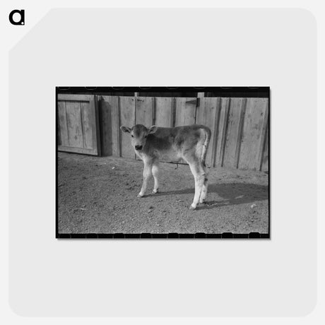アートポストカード-Calf at Casa Grande Farms
 - ラッセル リー Postcard.