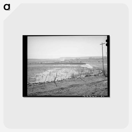 アートポストカード-Flood Irrigation on the Little Colorado
 - ラッセル リー Postcard.