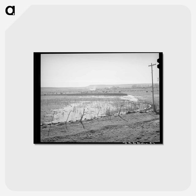 アートポストカード-Flood Irrigation on the Little Colorado
 - ラッセル リー Postcard.