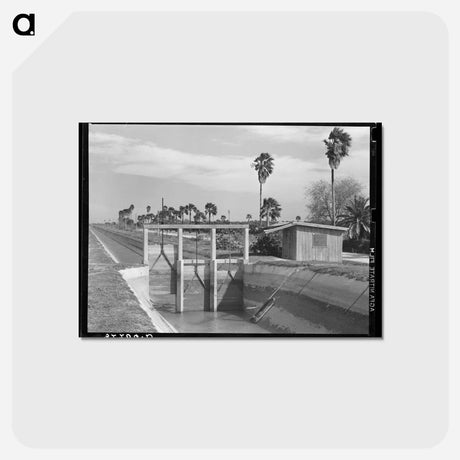 アートポストカード-Irrigation Canal and Irrigated Citrus Grove
 - ラッセル リー Postcard.
