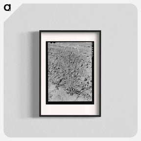 アートポスター-Dead Cotton Plants After the Harvest
 - ラッセル リー Poster.