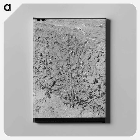 アートパネル-Dead Cotton Plants After the Harvest
 - ラッセル リー Canvas.