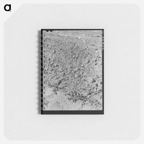 アートメモ帳-Dead Cotton Plants After the Harvest
 - ラッセル リー Memo.