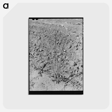 アートポストカード-Dead Cotton Plants After the Harvest
 - ラッセル リー Postcard.