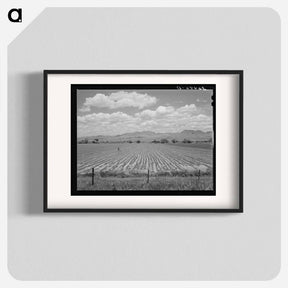 アートポスター-Cotton Field, Arizona
 - ラッセル リー Poster.