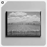 アートパネル-Cotton Field, Arizona
 - ラッセル リー Canvas.