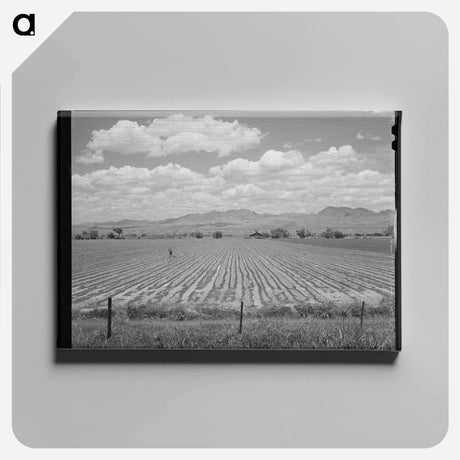 アートパネル-Cotton Field, Arizona
 - ラッセル リー Canvas.
