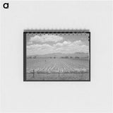アートメモ帳-Cotton Field, Arizona
 - ラッセル リー Memo.
