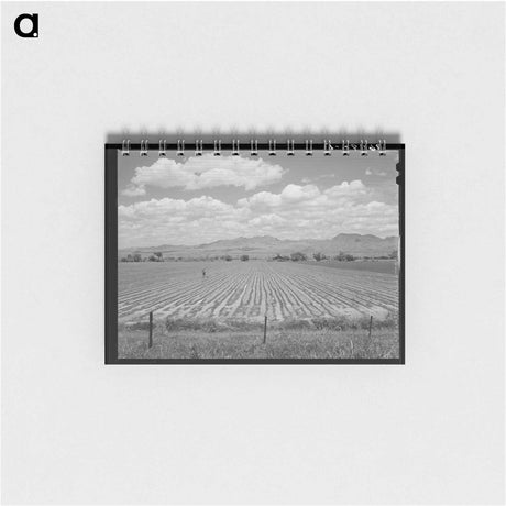 アートメモ帳-Cotton Field, Arizona
 - ラッセル リー Memo.
