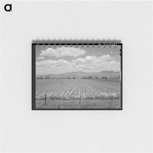 アートメモ帳-Cotton Field, Arizona
 - ラッセル リー Memo.