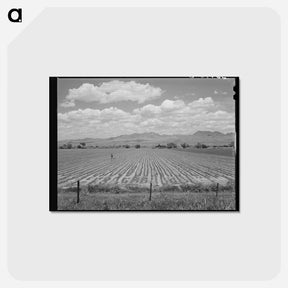 アートポストカード-Cotton Field, Arizona
 - ラッセル リー Postcard.
