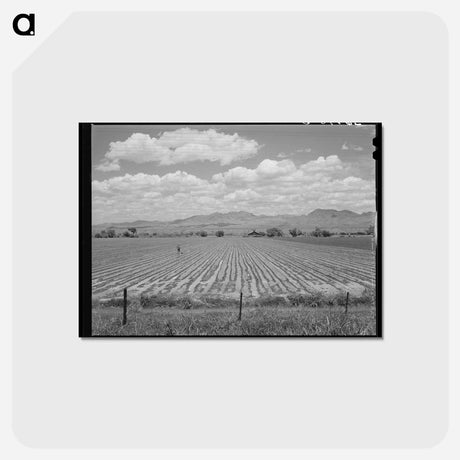 アートポストカード-Cotton Field, Arizona
 - ラッセル リー Postcard.