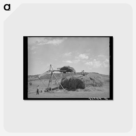 アートポストカード-Stocking Hay, Ouray County
 - ラッセル リー Postcard.
