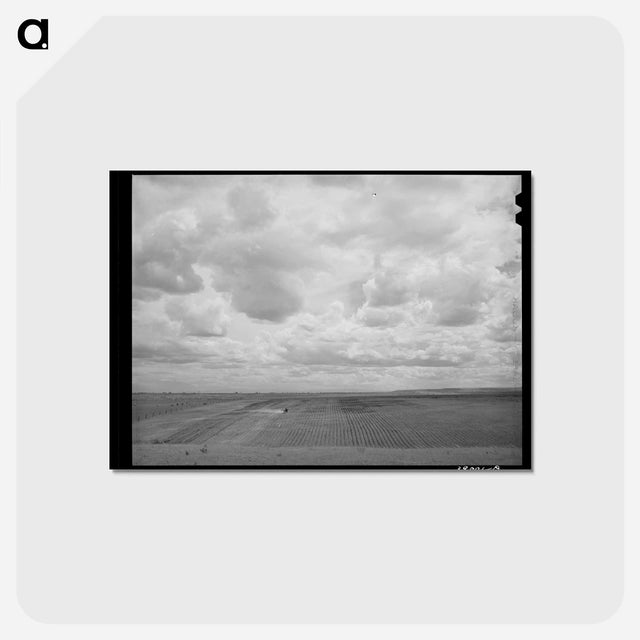 アートポストカード-Farmland. Dead Ox Flat, Malheur County, Oregon
 - ラッセル リー Postcard.