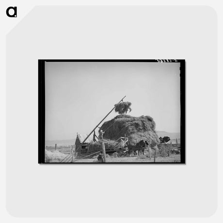 アートポストカード-Mormon Hay Stacker
 - ラッセル リー Postcard.