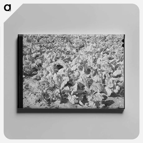 アートパネル-Spinach at Truck Garden
 - ラッセル リー Canvas.