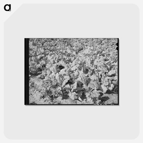 アートポストカード-Spinach at Truck Garden
 - ラッセル リー Postcard.