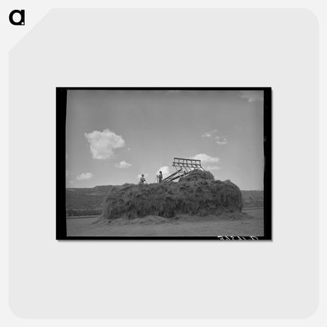 アートポストカード-Stacking Hay, Ouray County
 - ラッセル リー Postcard.