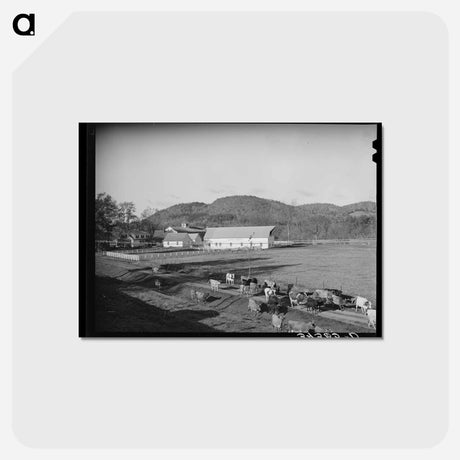 アートポストカード-Cows Going Home, Vermont
 - ラッセル リー Postcard.