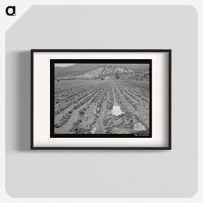 アートポスター-Irrigated Bean Field, Amalia
 - ラッセル リー Poster.