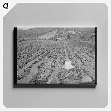 アートパネル-Irrigated Bean Field, Amalia
 - ラッセル リー Canvas.