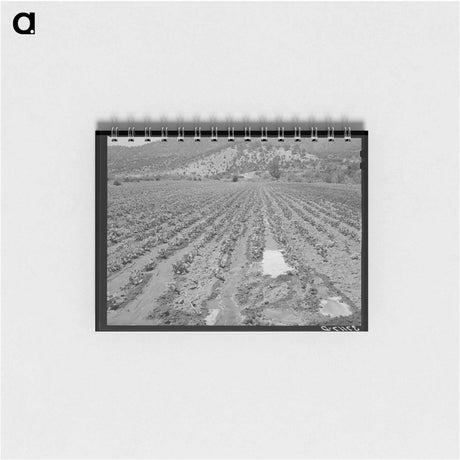 アートメモ帳-Irrigated Bean Field, Amalia
 - ラッセル リー Memo.