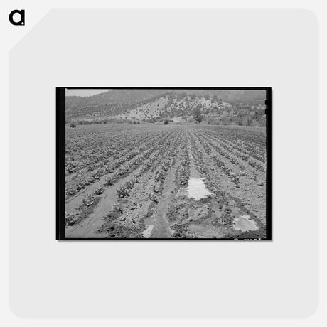 アートポストカード-Irrigated Bean Field, Amalia
 - ラッセル リー Postcard.