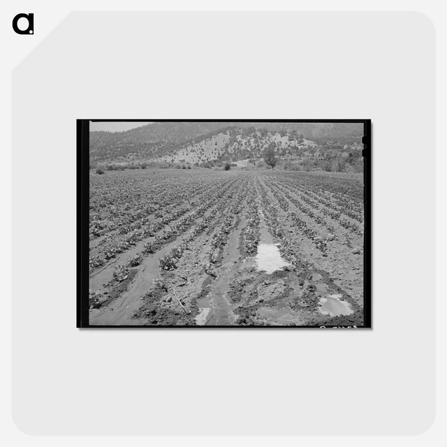 アートポストカード-Irrigated Bean Field, Amalia
 - ラッセル リー Postcard.