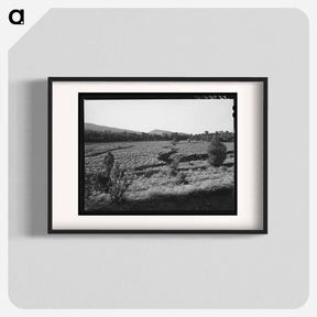 アートポスター-Overgrazed Pasture, New Mexico
 - ラッセル リー Poster.