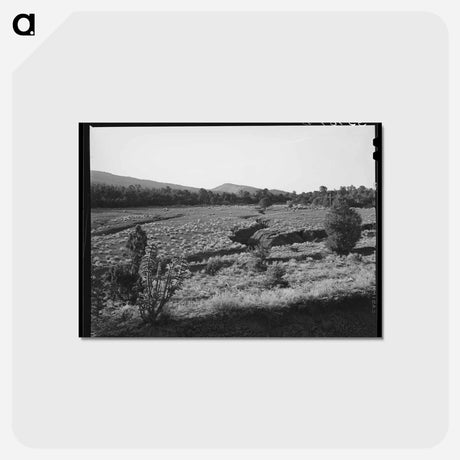 アートポストカード-Overgrazed Pasture, New Mexico
 - ラッセル リー Postcard.