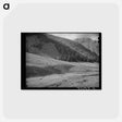 アートポストカード-Driving Sheep, San Juan County
 - ラッセル リー Postcard.