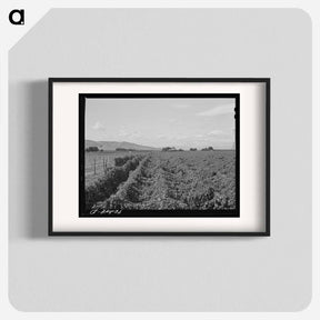 アートポスター-Hop Field, Yakima County
 - ラッセル リー Poster.