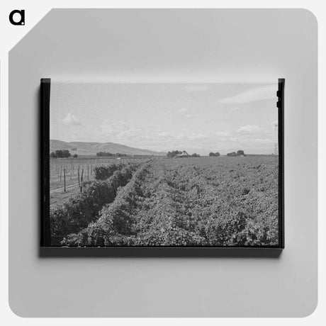 アートパネル-Hop Field, Yakima County
 - ラッセル リー Canvas.