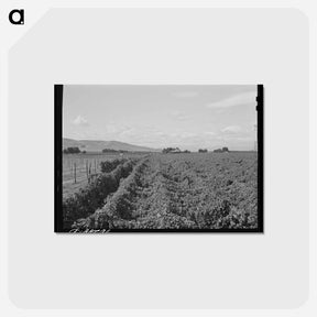 アートポストカード-Hop Field, Yakima County
 - ラッセル リー Postcard.
