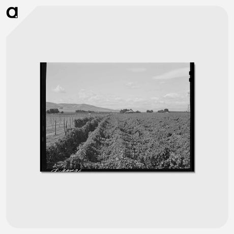 アートポストカード-Hop Field, Yakima County
 - ラッセル リー Postcard.
