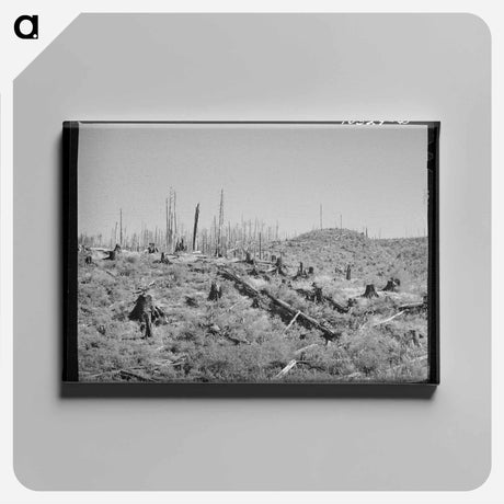 アートパネル-Cut-Over Forest Land
 - ラッセル リー Canvas.