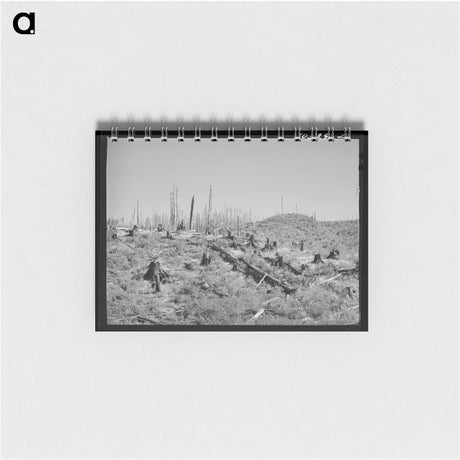 アートメモ帳-Cut-Over Forest Land
 - ラッセル リー Memo.