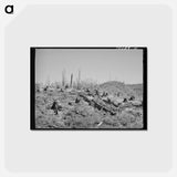 アートポストカード-Cut-Over Forest Land
 - ラッセル リー Postcard.