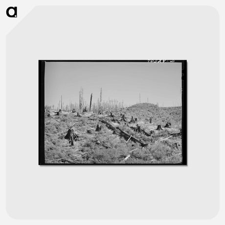 アートポストカード-Cut-Over Forest Land
 - ラッセル リー Postcard.