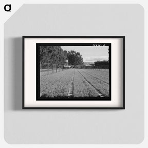 アートポスター-Guayule Nursery
 - ラッセル リー Poster.