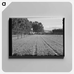 アートパネル-Guayule Nursery
 - ラッセル リー Canvas.