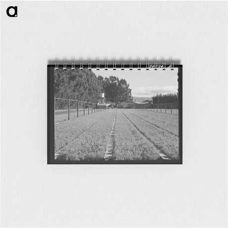 アートメモ帳-Guayule Nursery
 - ラッセル リー Memo.