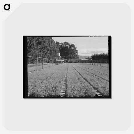 アートポストカード-Guayule Nursery
 - ラッセル リー Postcard.