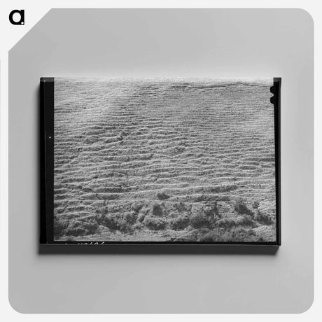 アートパネル-Sheep Trails, Klickitat County
 - ラッセル リー Canvas.