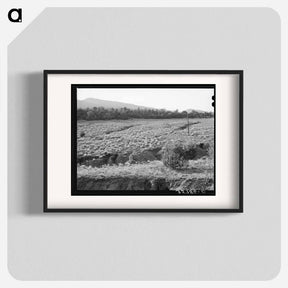 アートポスター-Overgrazed Pasture Gullies
 - ラッセル リー Poster.