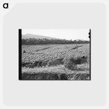 アートポストカード-Overgrazed Pasture Gullies
 - ラッセル リー Postcard.