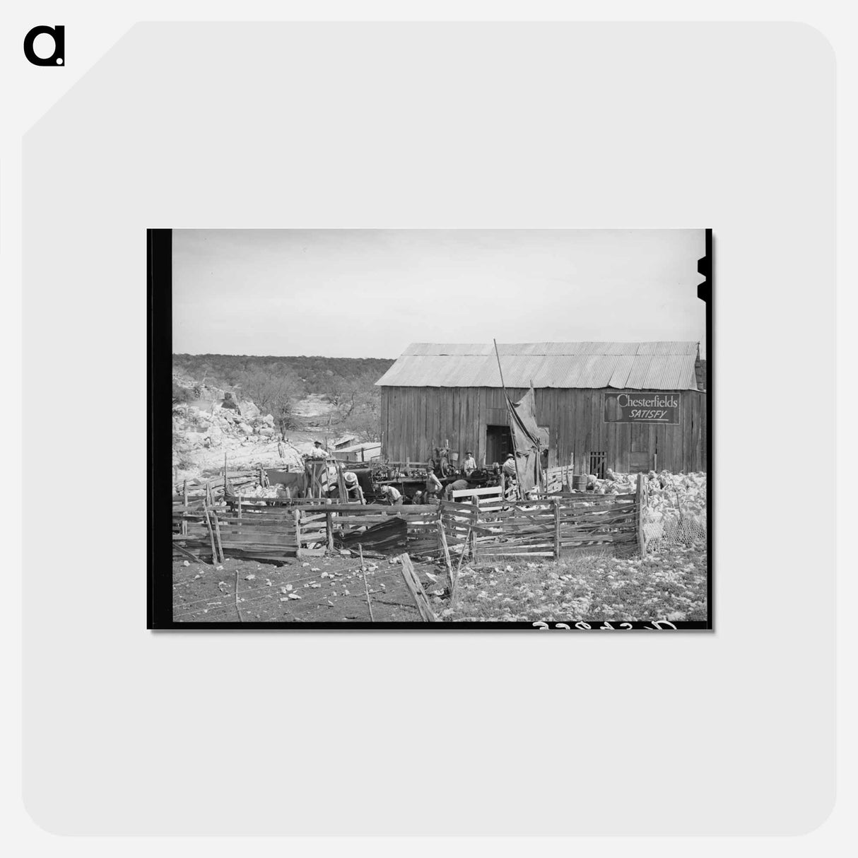 アートポストカード-Goat Shearing in Kimble County
 - ラッセル リー Postcard.