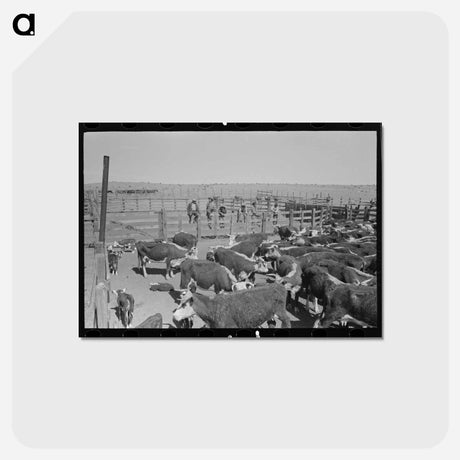 アートポストカード-Cattle Roundup Near Marfa
 - ラッセル リー Postcard.