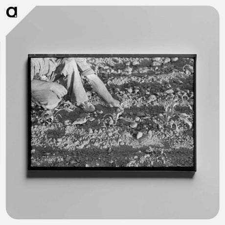 アートパネル-Farmer and Corn
 - ラッセル リー Canvas.