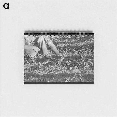 アートメモ帳-Farmer and Corn
 - ラッセル リー Memo.